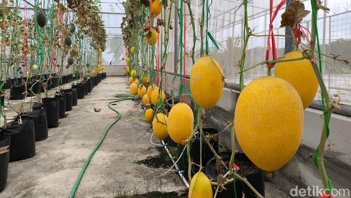 1763378398170-suasana-greenhouse-melon-premium-dan-pusat-jajan-serba-ada-desa-kasturi-1763285891422_169