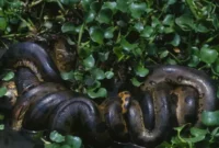 1763378409897-anaconda-hijau-utara-1743038416115_169