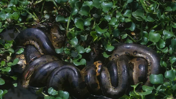 1763378409897-anaconda-hijau-utara-1743038416115_169