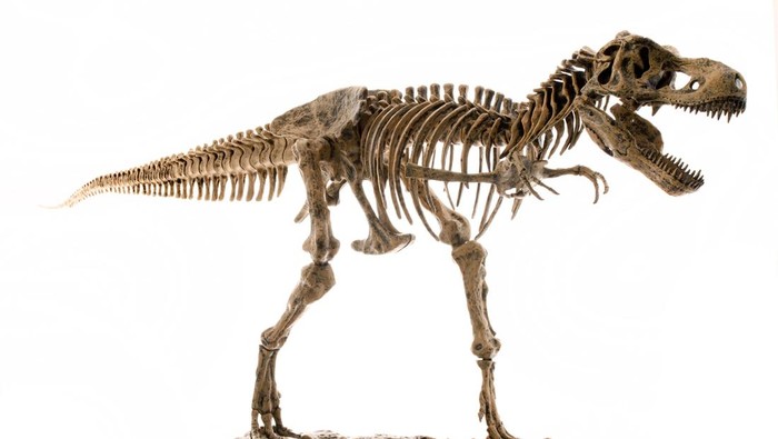 1763831054476-ilustrasi-fosil-t-rex-1745920598514_169