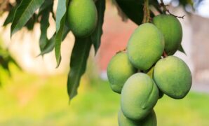 1764025465396-ilustrasi-pohon-mangga_169