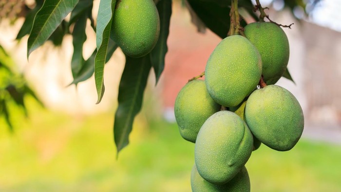 1764025465396-ilustrasi-pohon-mangga_169