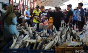 1764047095764-melihat-kesibukan-nelayan-di-tpi-karangsong-indramayu-1_169