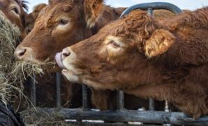 1764176678132-sapi-limosin-2_169