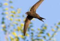 1764198250577-common-swift-apus-apus-atau-kapinis-1764067147662_169