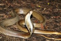 1764219887402-ilustrasi-ular-kobra_169