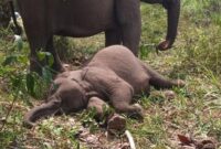 1764219904983-anak-gajah-di-tesso-nilo-bernama-tari-ditemukan-mati-pada-rabu-1092025-pagi-1757506295752_169