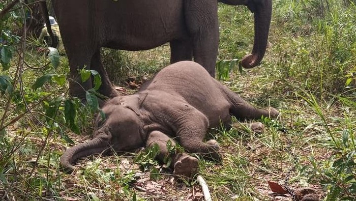 1764219904983-anak-gajah-di-tesso-nilo-bernama-tari-ditemukan-mati-pada-rabu-1092025-pagi-1757506295752_169