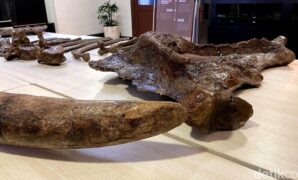 1764306274732-penampakan-fosil-gajah-purba-yang-ditemukan-di-nganjuk-1764228197569_169