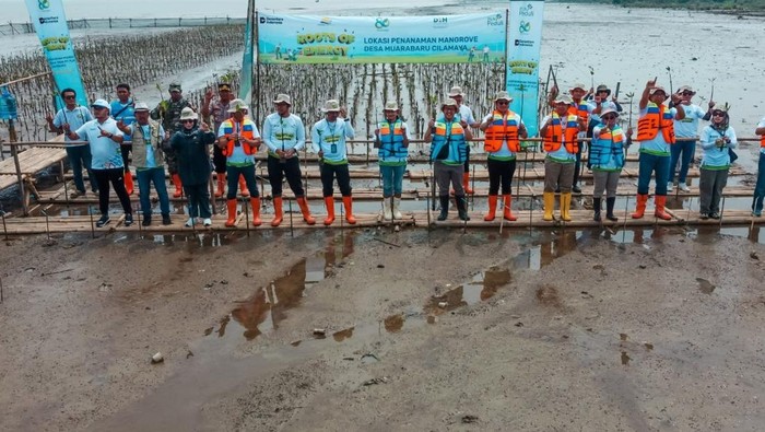 1764349467125-penanaman-pohon-mangrove-di-muara-cilamaya-wetan-oleh-pln-dan-dinas-lingkungan-hidup-kabupaten-karawang-1764329491726_169