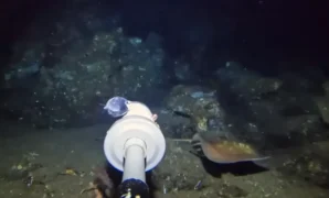 1764371068297-spesies-ikan-pari-langka-terekam-kamera-youtuber-1764241429567_169