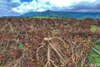 1764414268524-kondisi-kebun-teh-di-pangalengan-yang-dirusak-1764399697527_169