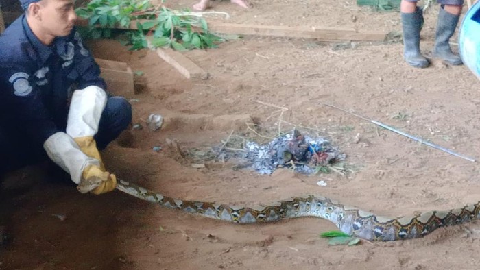 1764414284375-petugas-petugasnya-damkar-kuningan-saat-mengevakuasi-ular-sanca-yang-duduga-melahap-ayam-1764388069636_169