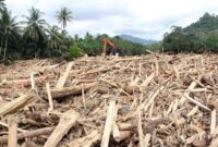 1764500680997-sampah-kayu-gelondongan-banjir-bandang-di-tapanuli-selatan-1764423757188_169