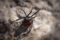 1764522273128-hewan-dari-huruf-r-dalam-bahasa-inggris-redback-spider_169