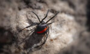 1764522273128-hewan-dari-huruf-r-dalam-bahasa-inggris-redback-spider_169