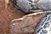 1764587091228-ular-piton-1764496415039_169