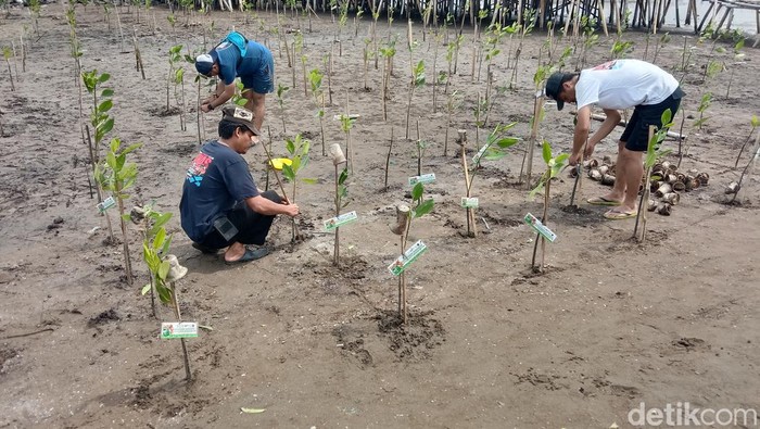 1764824694369-ratusan-pohon-bakau-ditanam-di-pantai-karangsong-indramayu-mencegah-abrasi_169