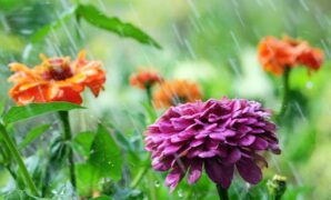 1764975876974-ilustrasi-tanaman-bunga-saat-hujan-1756187551342_169