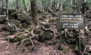 1765040689945-hutan-aokigahara-di-jepang-4_169
