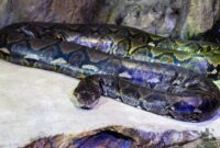 1765083863349-ilustrasi-ular-piton-1764659975775_169