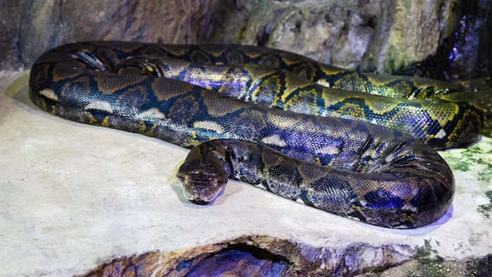 1765083863349-ilustrasi-ular-piton-1764659975775_169