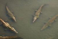 1765148655668-ilustrasi-buaya-1765067978242_169