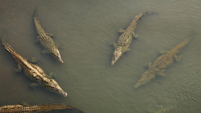 1765148655668-ilustrasi-buaya-1765067978242_169