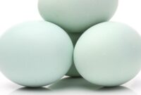 1765170256444-telur-bebek-untuk-bakmi-godog-ala-bantul_169