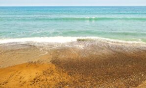 1765278262479-ilustrasi-pantai-1765269322177_169