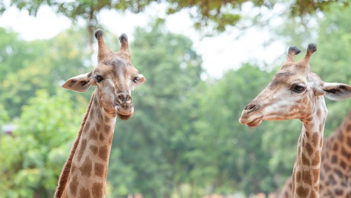 1765278263590-taman-safari-bogor_169