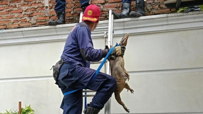 1765278268842-petugas-damkar-ciamis-berhasil-mengevakuasi-biawak-yang-masuk-ke-dalam-rumah-warga-1765268068018_169