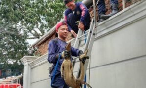 1765299858363-petugas-damkar-ciamis-berhasil-mengevakuasi-biawak-yang-masuk-ke-dalam-rumah-warga-1765268062278_169