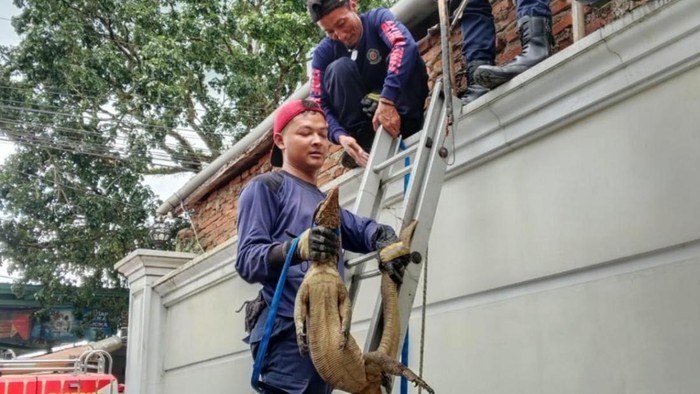 1765299858363-petugas-damkar-ciamis-berhasil-mengevakuasi-biawak-yang-masuk-ke-dalam-rumah-warga-1765268062278_169