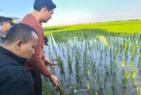 1765299861456-bupati-indramayu-lucky-hakim-saat-melepasliarkan-ratusan-ular-di-lahan-pertanian-1756113531085_43