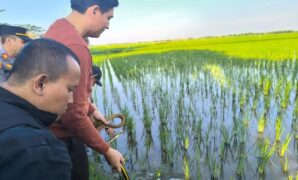 1765299861456-bupati-indramayu-lucky-hakim-saat-melepasliarkan-ratusan-ular-di-lahan-pertanian-1756113531085_43