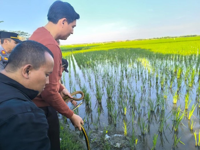 1765299861456-bupati-indramayu-lucky-hakim-saat-melepasliarkan-ratusan-ular-di-lahan-pertanian-1756113531085_43