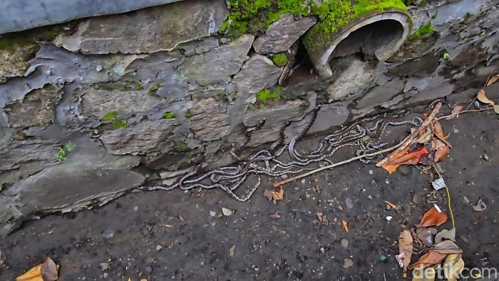 1765299863438-puluhan-ular-ditemukan-di-gorong-gorong-1765281110062_169