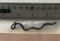 1765364660349-ular-terkecil-dunia-1753325552837_169