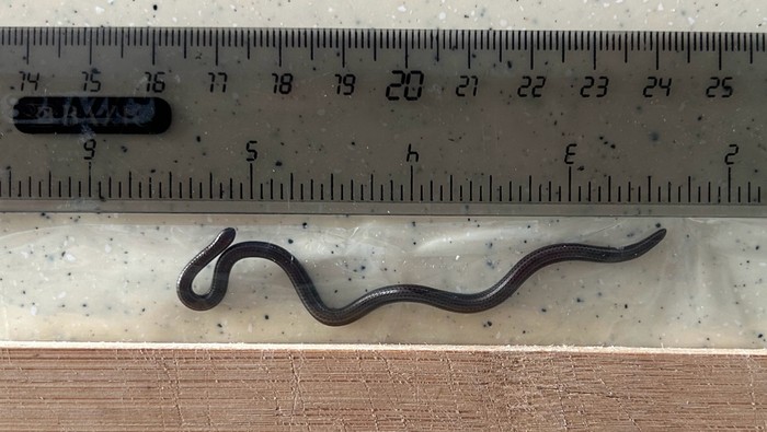 1765364660349-ular-terkecil-dunia-1753325552837_169