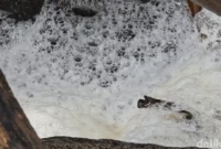 1765364662384-air-berbusa-keluar-dari-gorong-gorong-di-pantai-cipatuguran-palabuhanratu-1763812723287_169