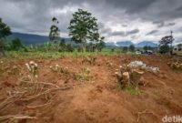 1765429470714-kondisi-perkebunan-teh-kecamatan-pangalengan-kabupaten-bandung-1764673396788_169