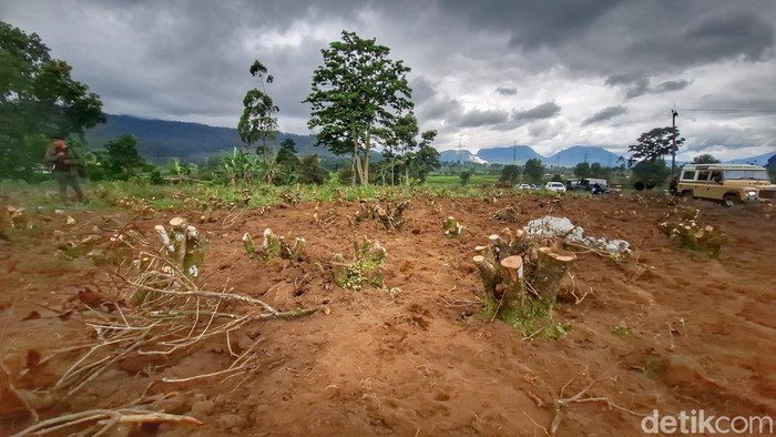 1765429470714-kondisi-perkebunan-teh-kecamatan-pangalengan-kabupaten-bandung-1764673396788_169