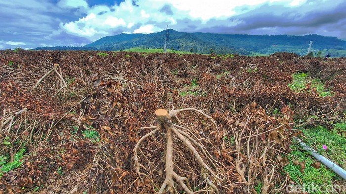 1765472659449-kondisi-kebun-teh-di-pangalengan-yang-dirusak-1764399697527_169