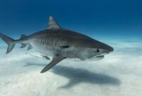 1765515852069-ilustrasi-jenis-ikan-terbesar-di-dunia-2_169