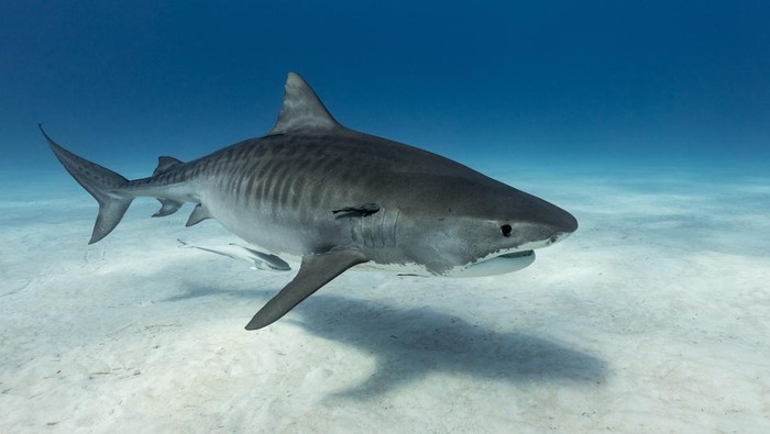 1765515852069-ilustrasi-jenis-ikan-terbesar-di-dunia-2_169