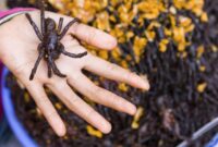 1765515854172-5-makanan-eksotis-yang-nikmat-tarantula-goreng-hingga-sandwich-otak-2_169