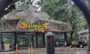 1765602266612-suasana-bandung-zoo-terkini-setelah-penutupan-1754971402974_169