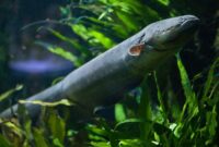 1765623836019-cerita-susi-pudjiastuti-tentang-ikan-sidat-yang-nyaris-punah-2_169