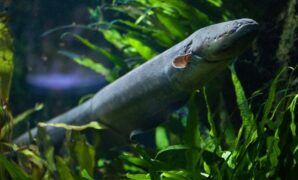 1765623836019-cerita-susi-pudjiastuti-tentang-ikan-sidat-yang-nyaris-punah-2_169